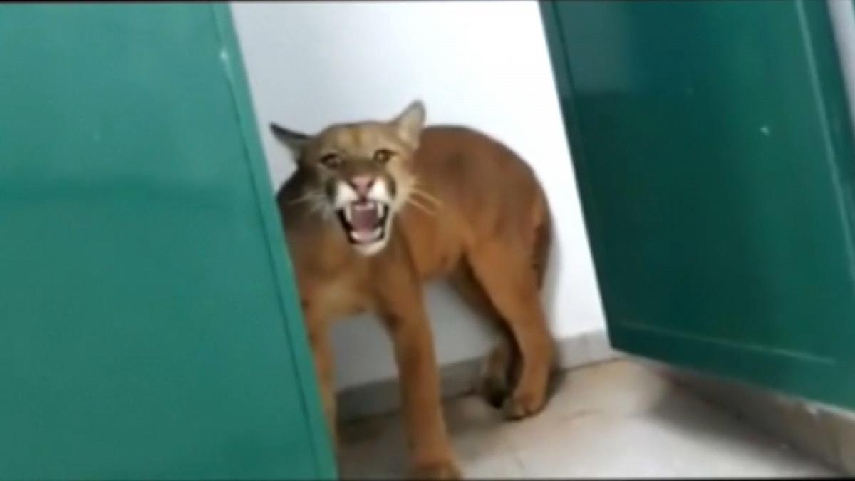 Puma - Zoo in Brazil