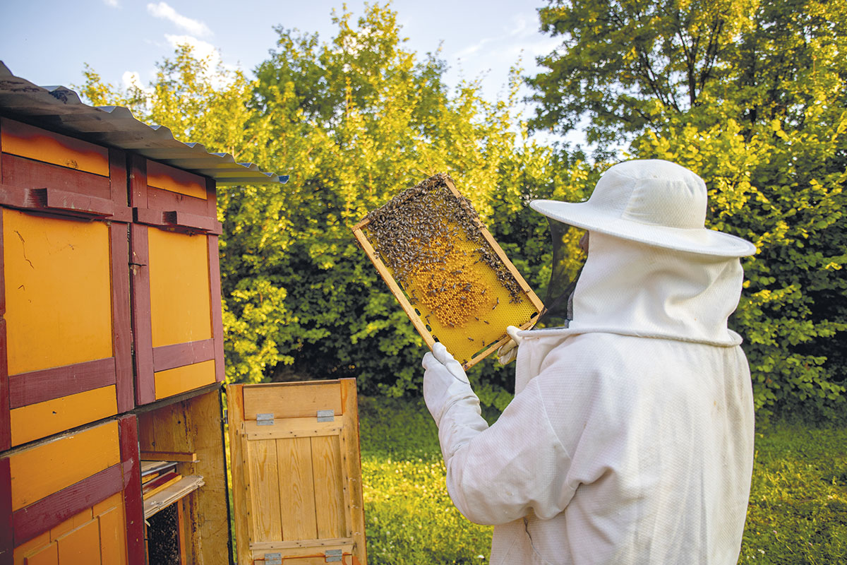 APIVITA Cosméticos Beleza Naturais