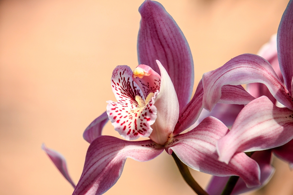 Orquídeas Musa de Musas on X: 🌼🍃🌸 Orquídeas naturales